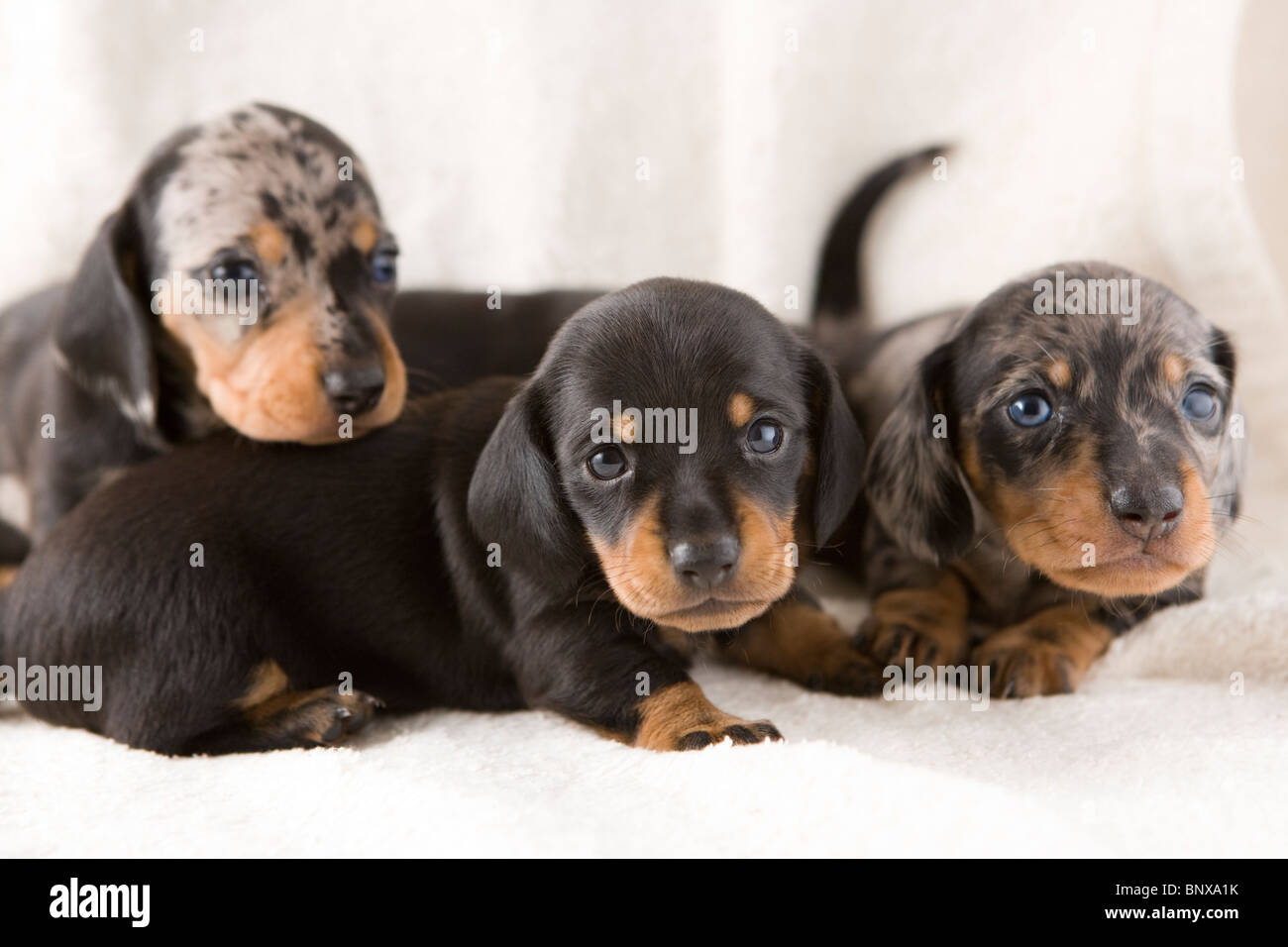 Zwei Wochen alten Wurf dappled Dackel. Stockfoto