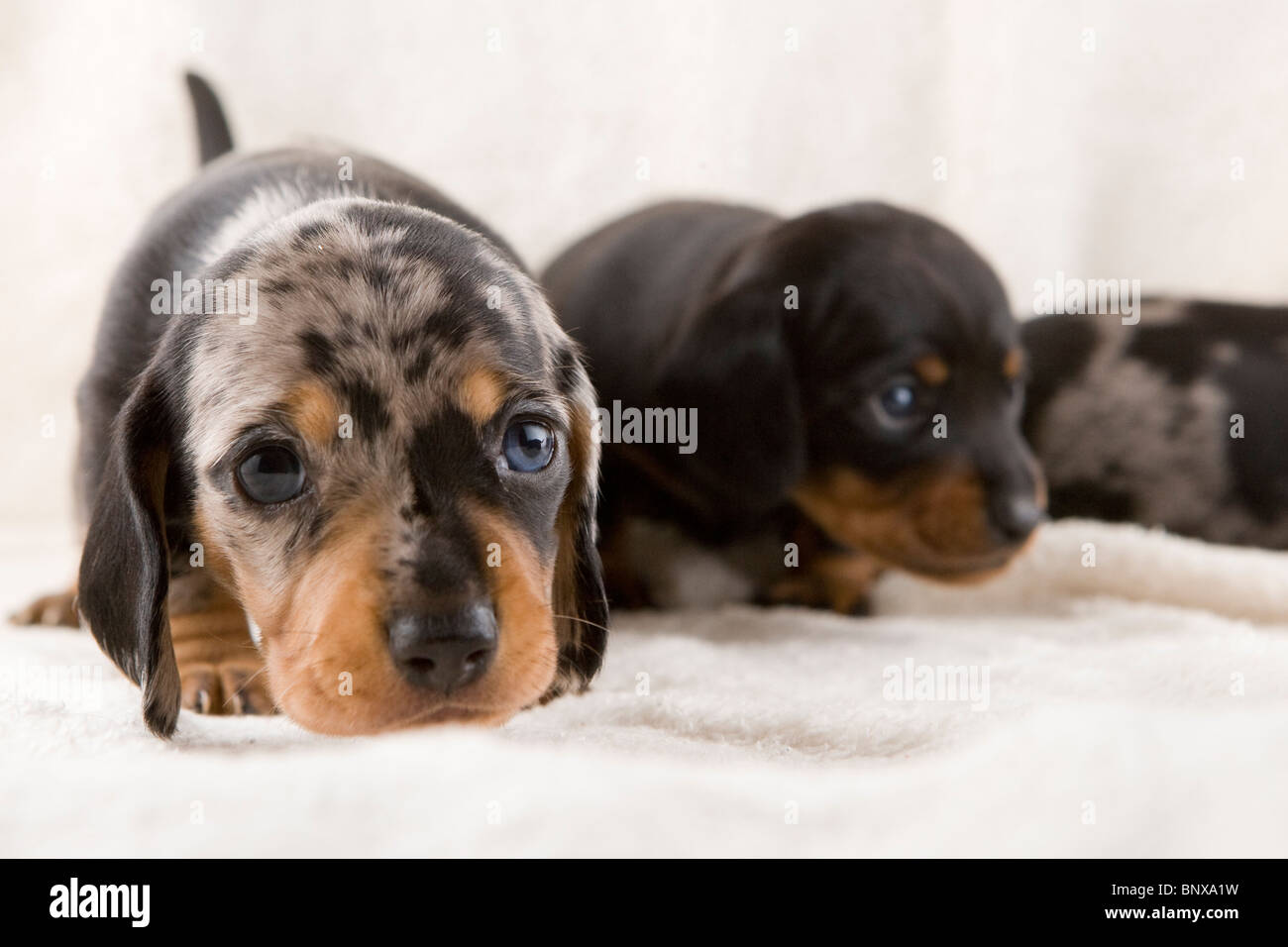 Zwei Wochen alten Wurf dappled Dackel. Stockfoto