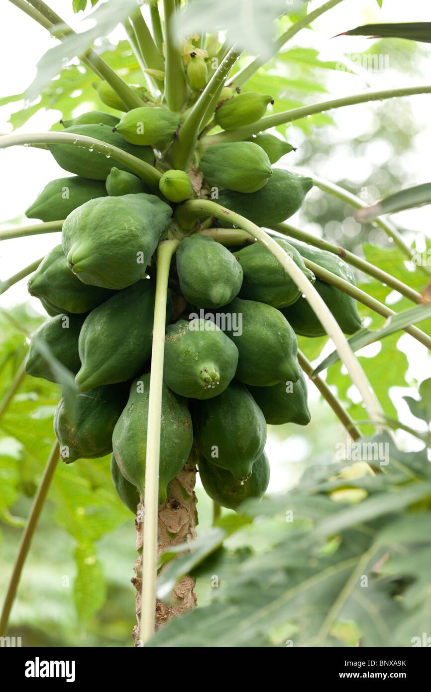 Früchte-Haufen auf große Papayabaum im Dschungel von Sumatra, Indonesien Stockfoto