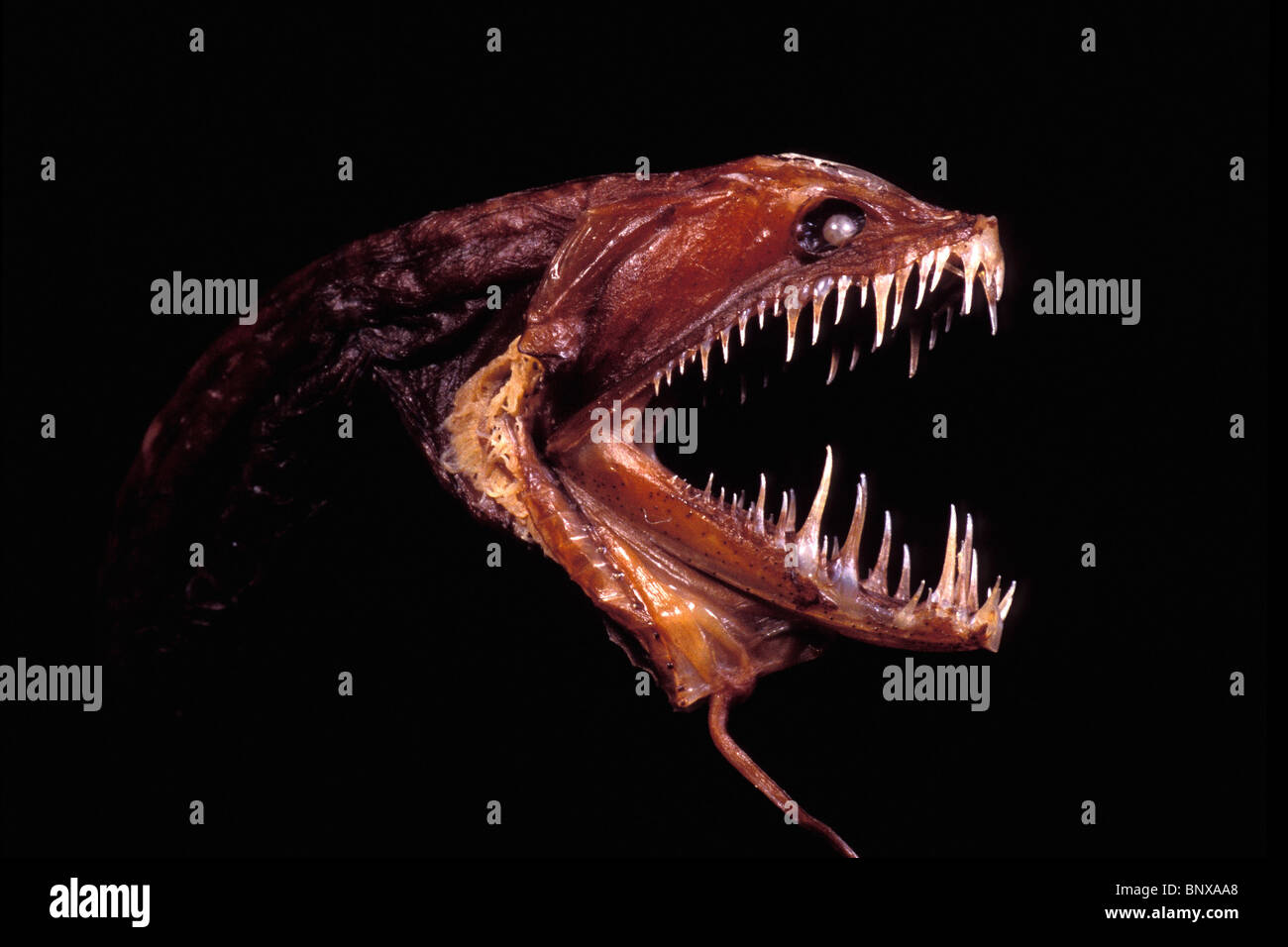 Drachenfisch, Idiacanthius antrostomus Stockfotografie Alamy
