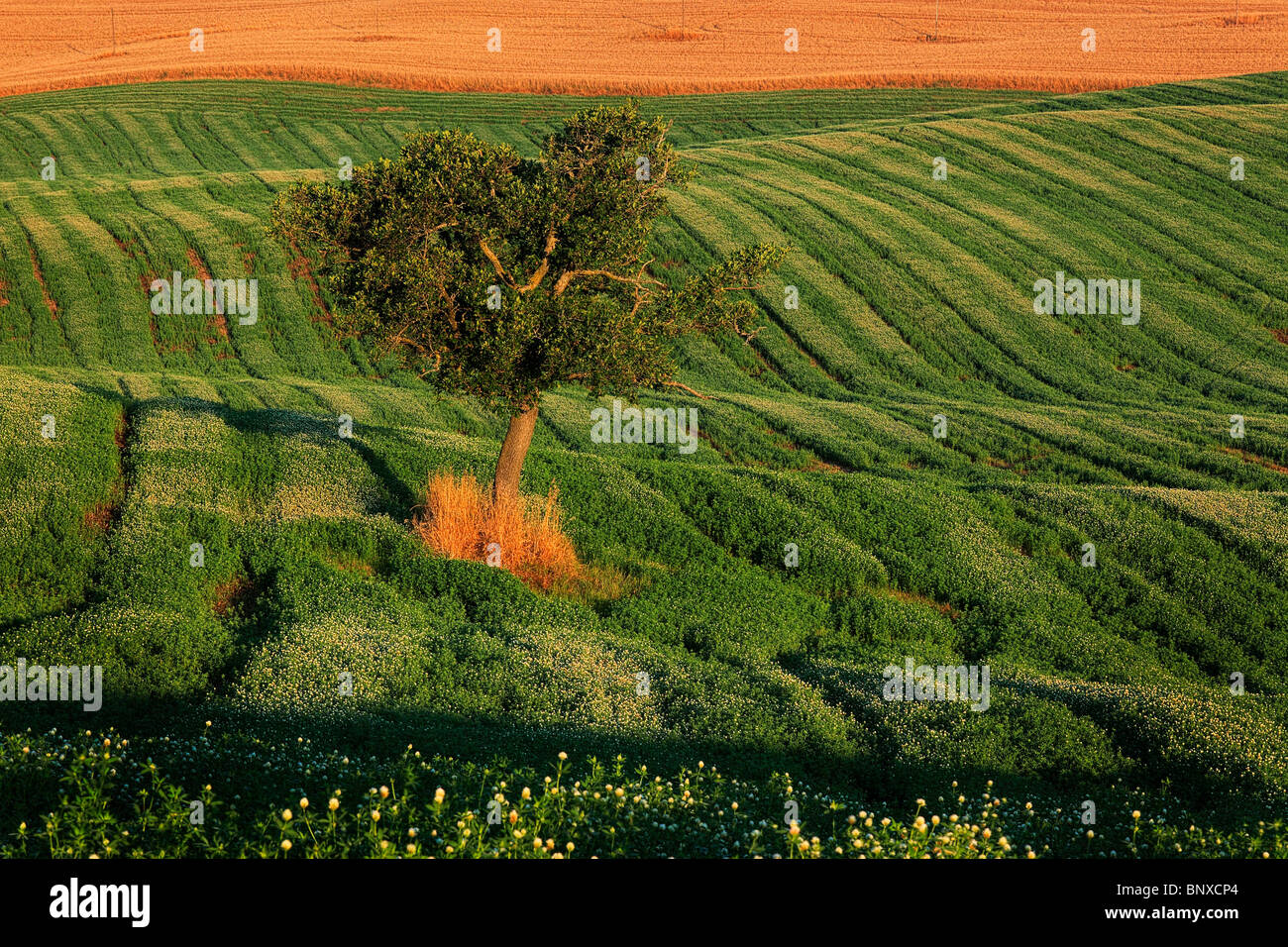 Baum auf einem Feld in der Toskana Val d ' Orcia, Italien Stockfoto