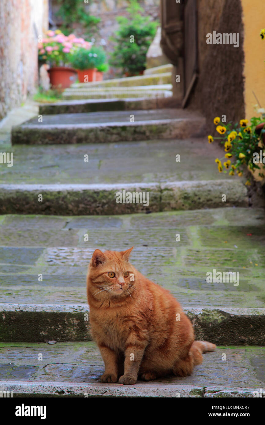 Katze in einer Gasse in der toskanischen Stadt Montepulciano, Italien Stockfoto