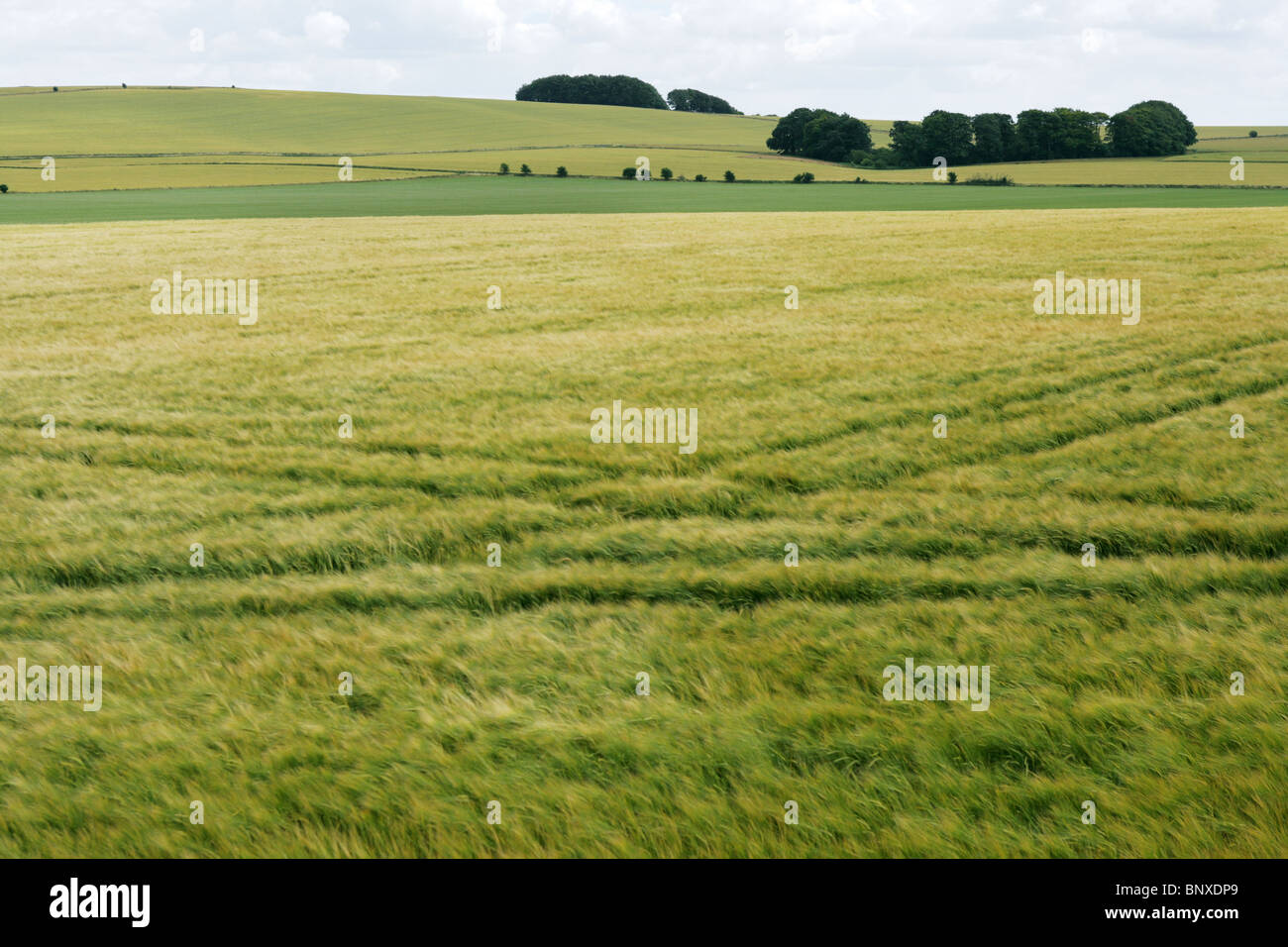 Rollende Weizenfelder in der Nähe von Calne Wiltshire England Stockfoto