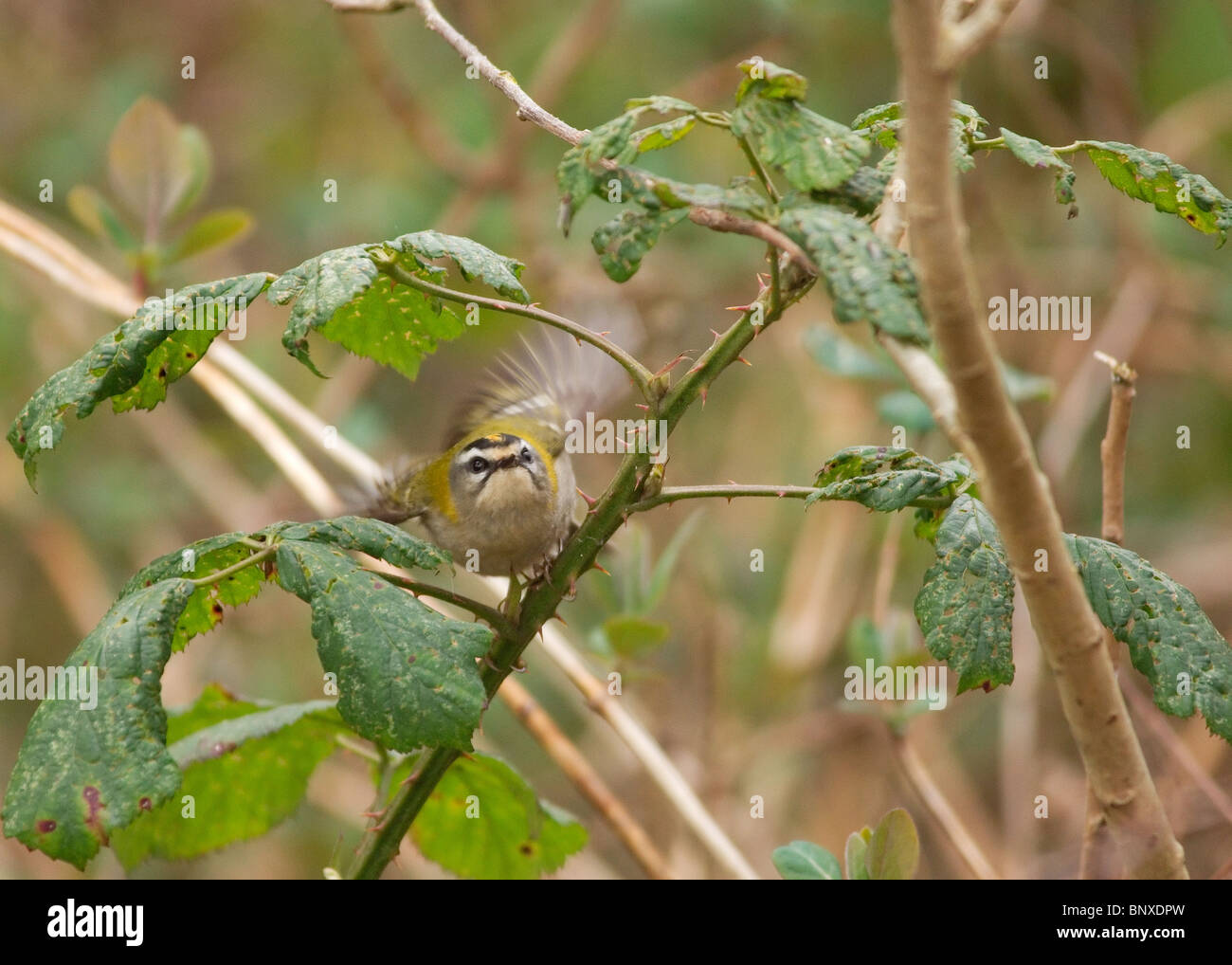 Firecrest Regulus Ignicapilla fotografiert im Stanley Park Blackpool Stockfoto