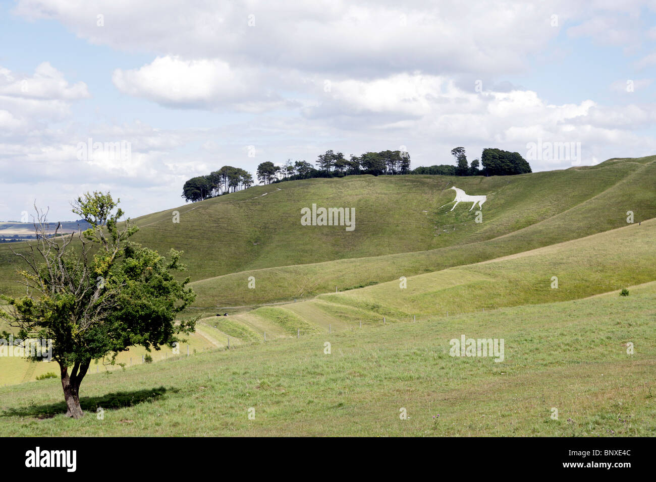 Blick auf das Cherhill White Horse, Wiltshire. Stockfoto