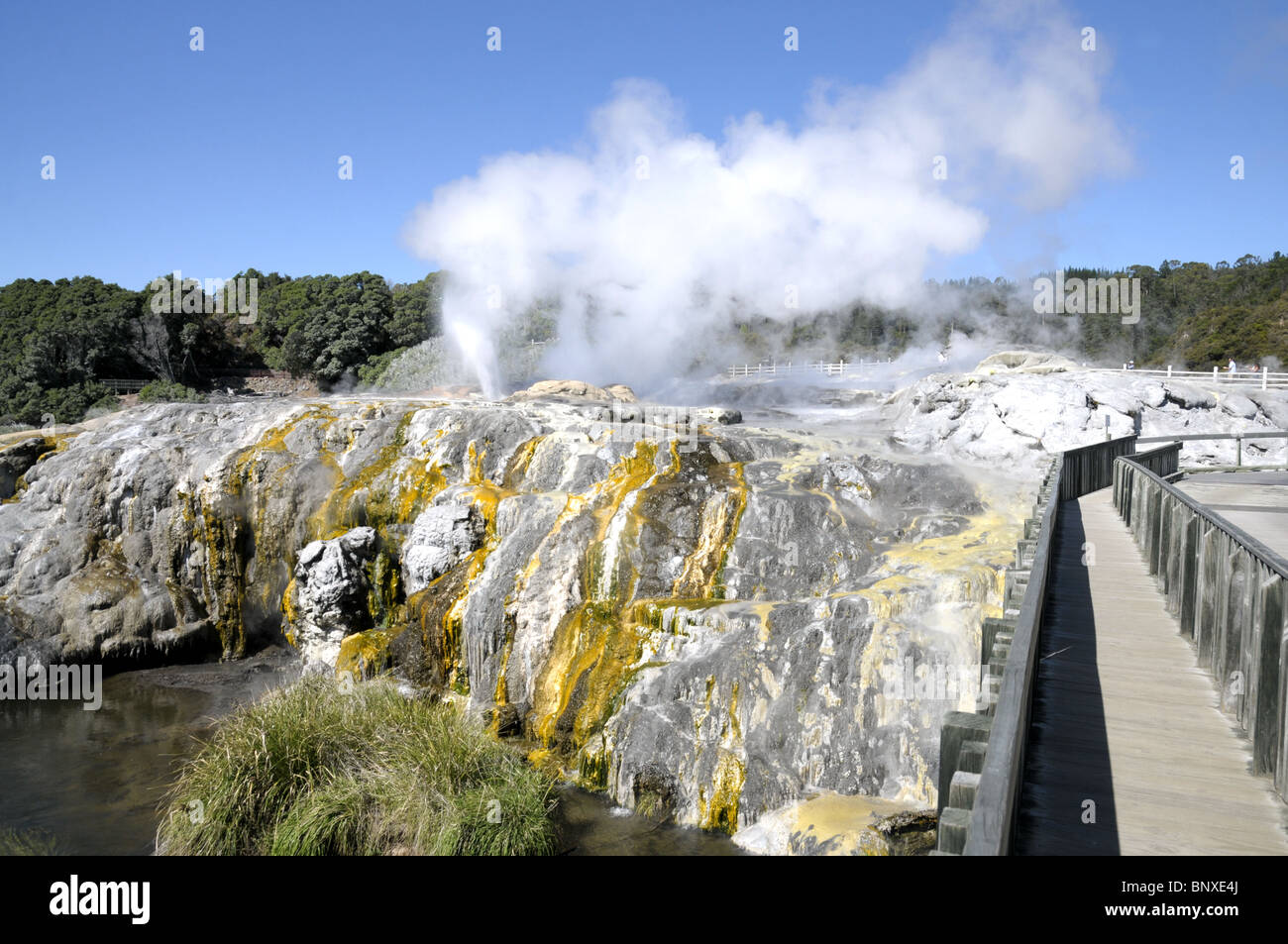Geysir in Te Po In Rotorua Neuseeland Stockfoto