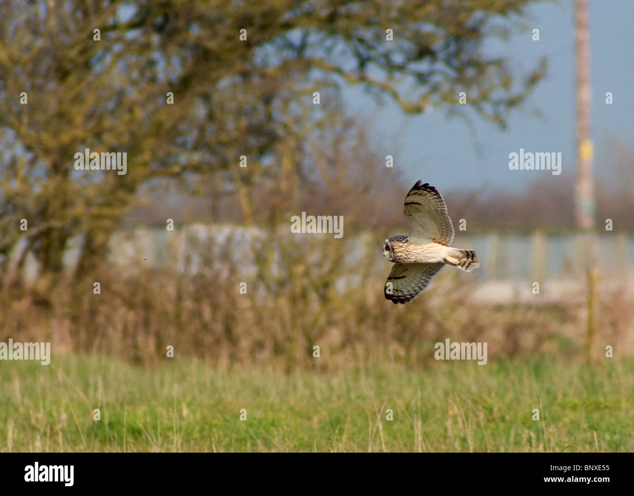 Sumpfohreule, Asio flammeus, SEO fotografiert im Lancaster Road, Pilling, Lancashire Stockfoto
