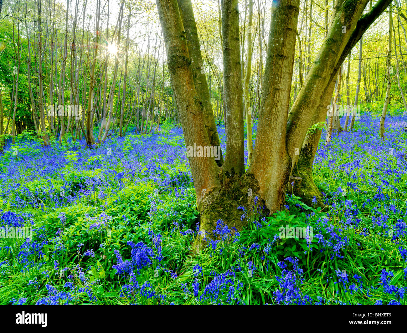 Bluebell Holz Kent Stockfoto