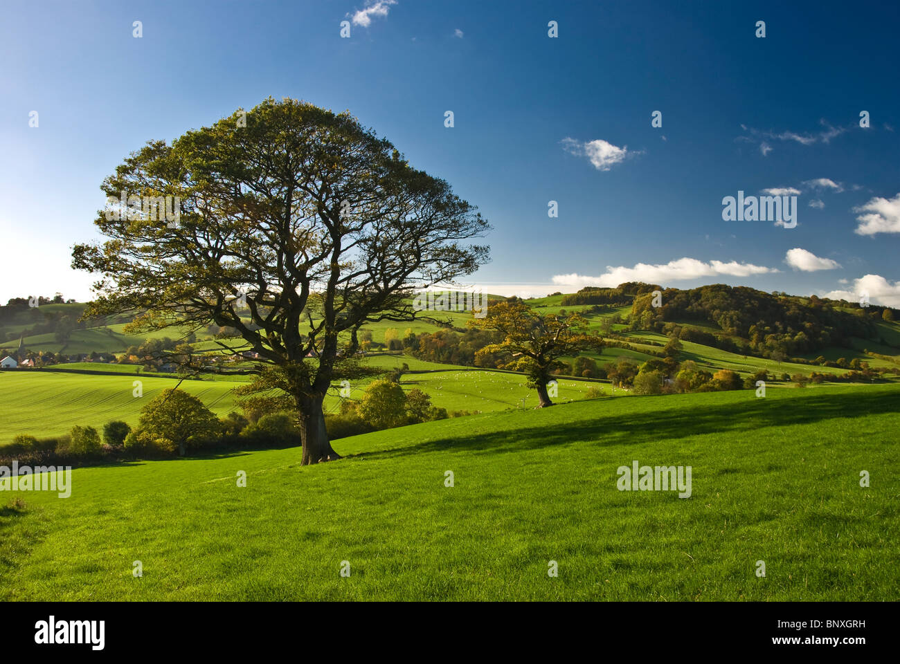 Die englischen Baumbestand-alone auf dem Lande Stockfoto