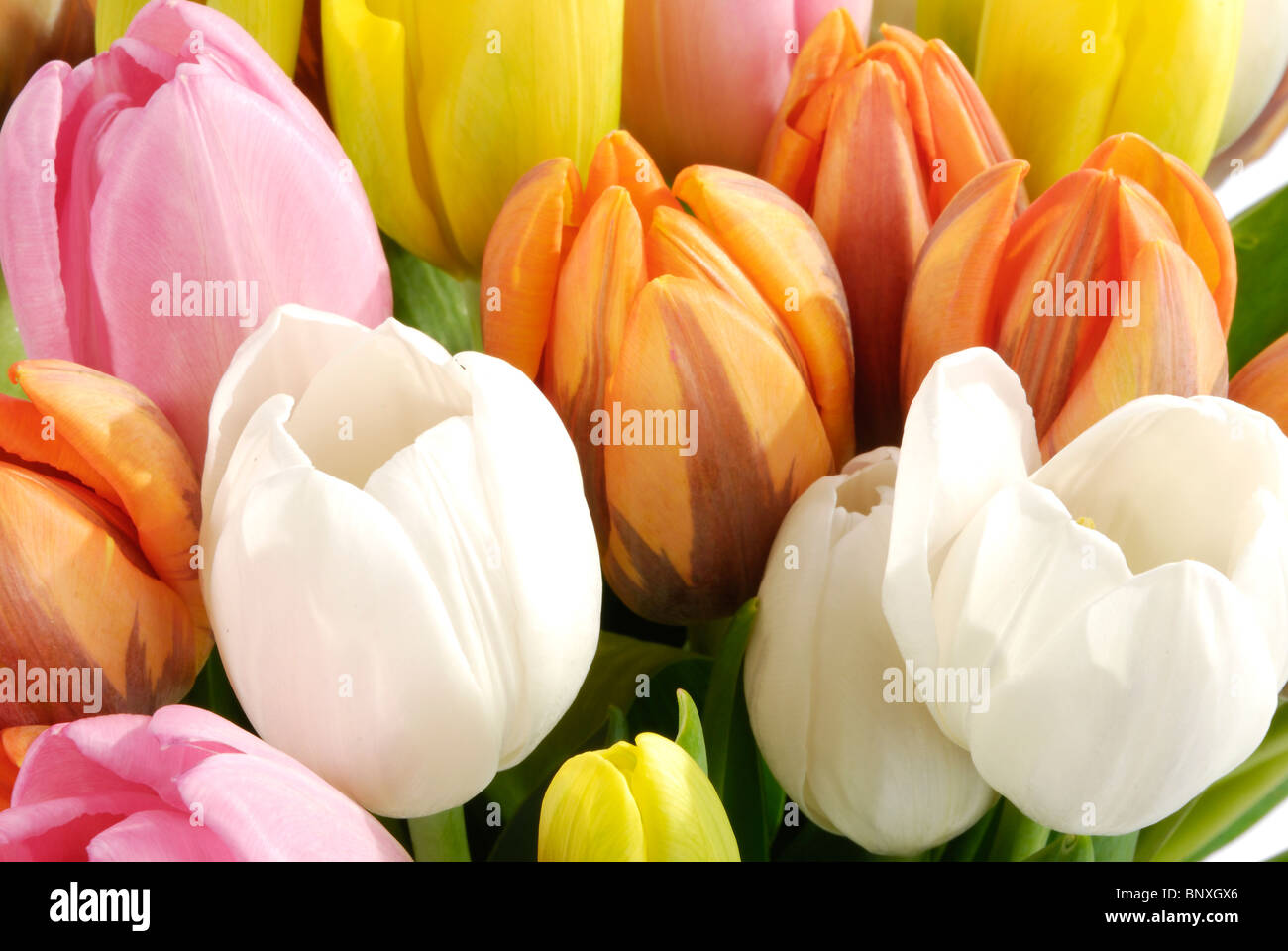 Die Reihe von Blüten in verschiedenen Farben der Tulpe Stockfoto