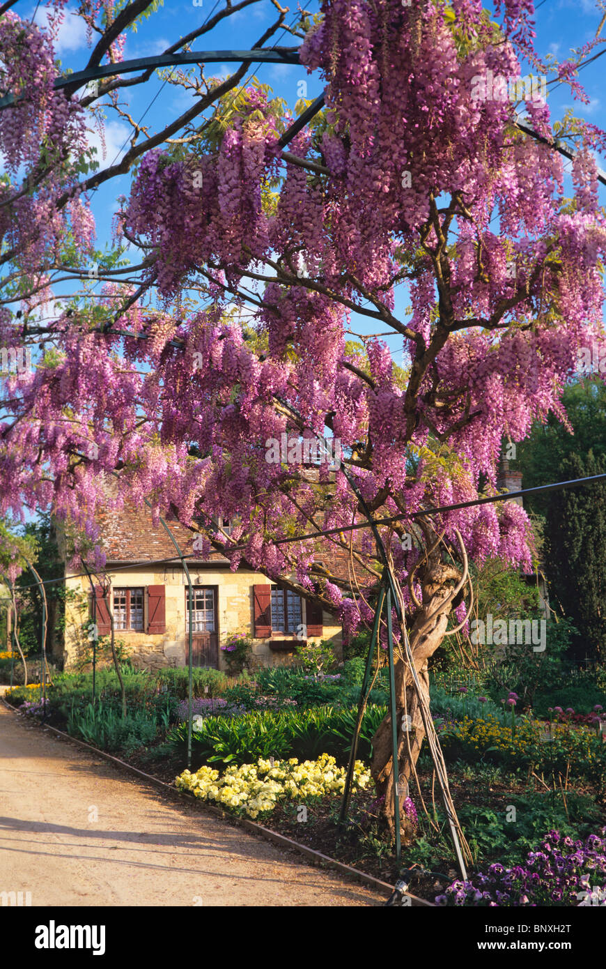 Die langen Pergola mit blühenden Glyzinien im Frühjahr auf Apremont Stockfoto