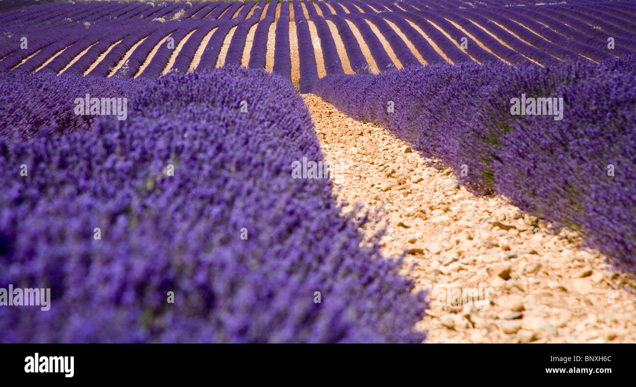 Lavendelfelder am Plateau du Valansole, Provence Frankreich Stockfoto