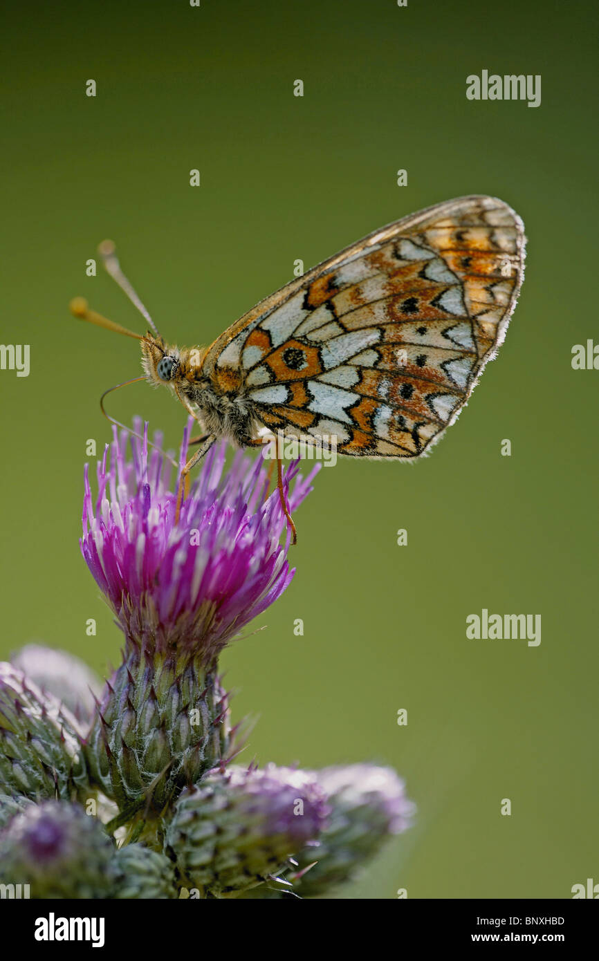 Kleine Perle-umrandeten Fritillary, Boloria selene Stockfoto