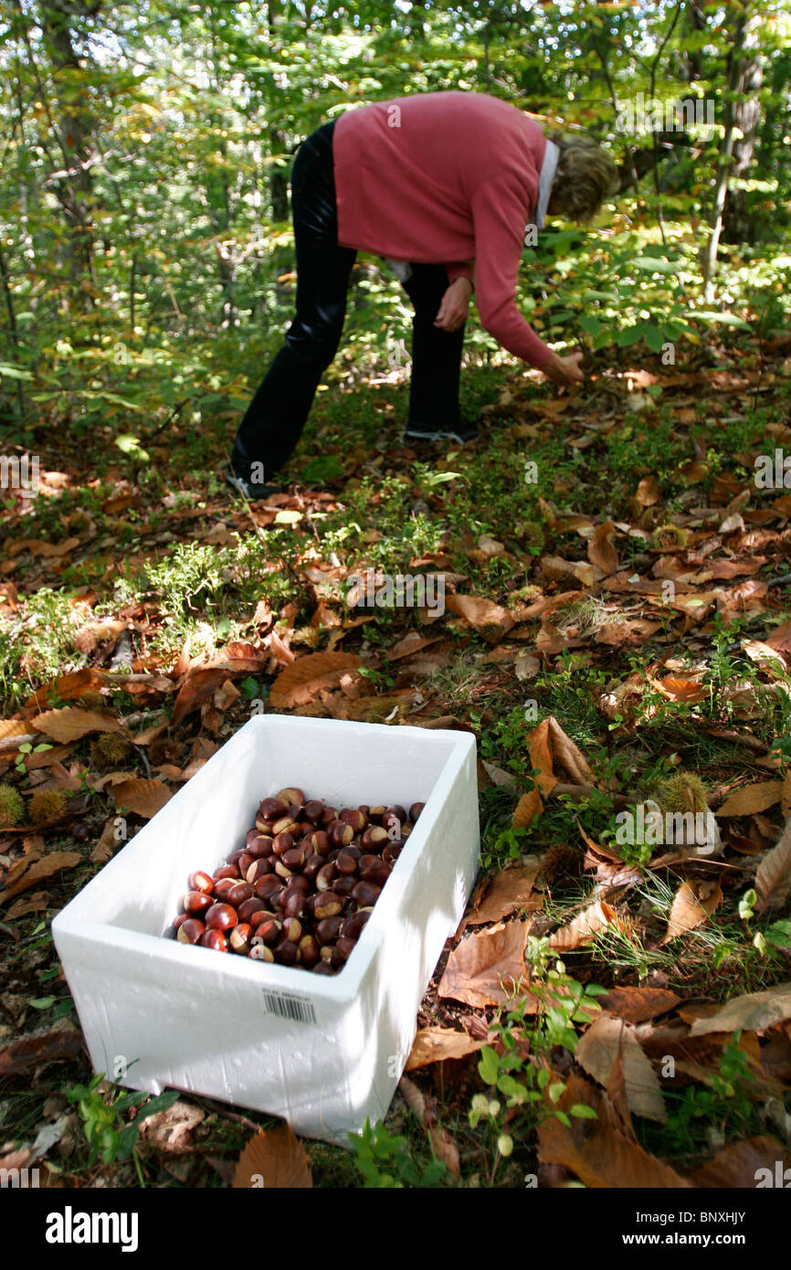 Frau sammeln süße Kastanien (Castenea Sativa) Italien Stockfoto