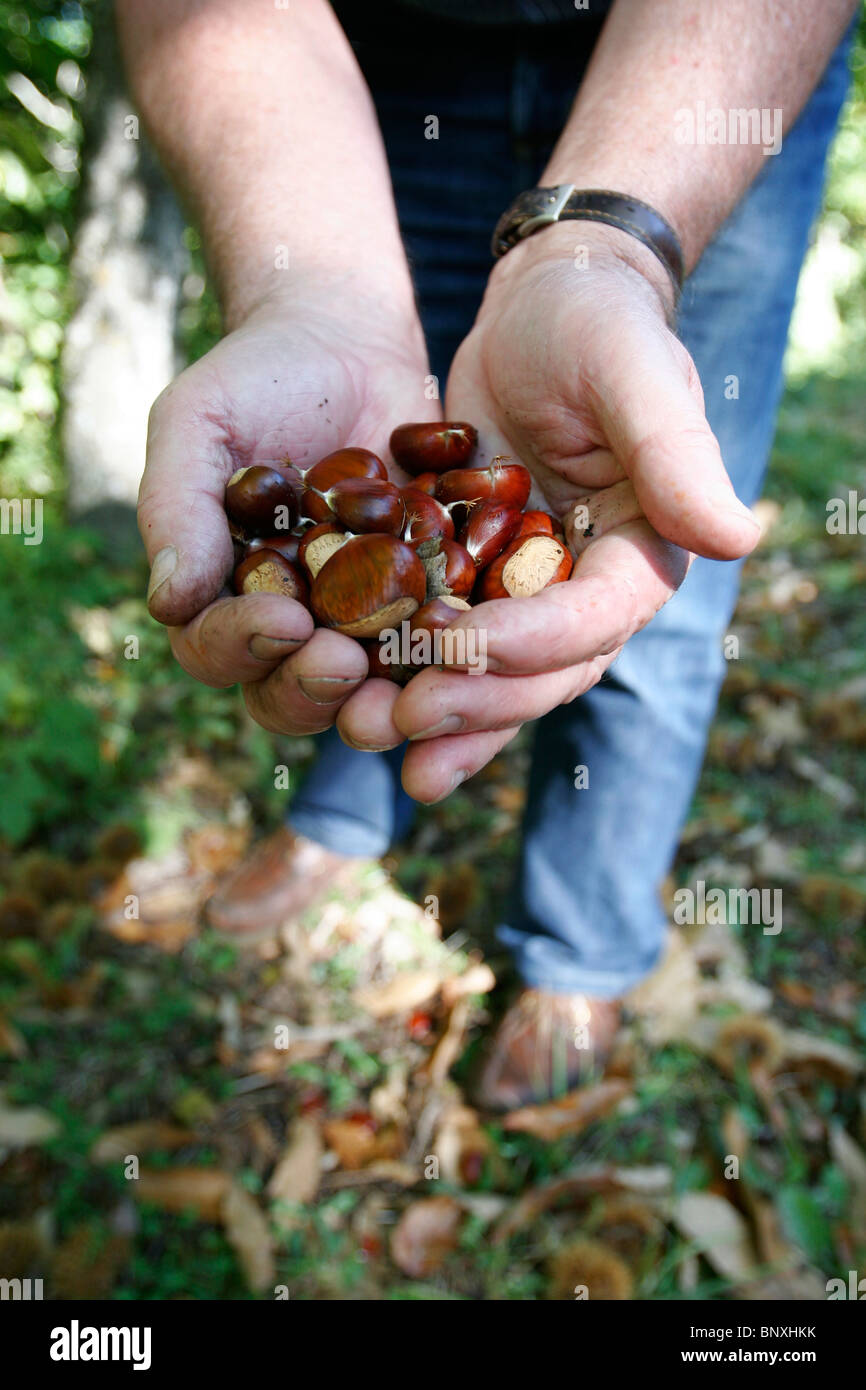 Mann hält Handvoll süße Kastanien gesammelt aus Wäldern, Italien Stockfoto
