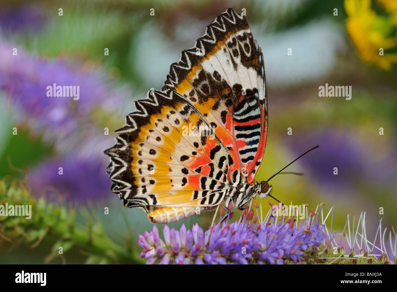 Nahaufnahme eines Schmetterlings vor einem farbigen Hintergrund Stockfoto