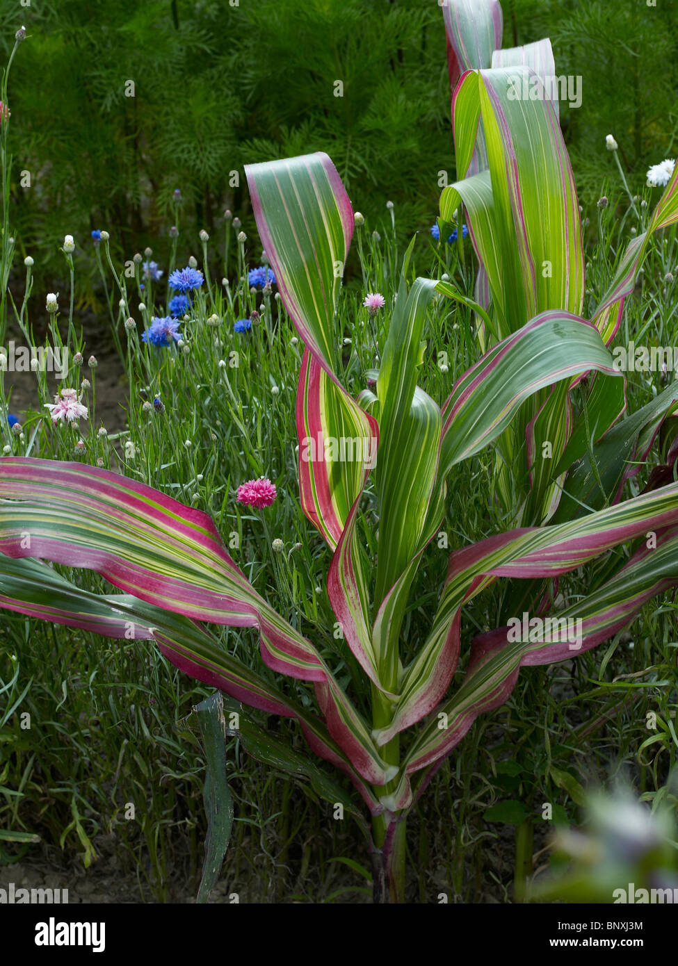 Eine Nahaufnahme der Details der ornamentalen Zea Mays im Blumengarten am Bouges Stockfoto