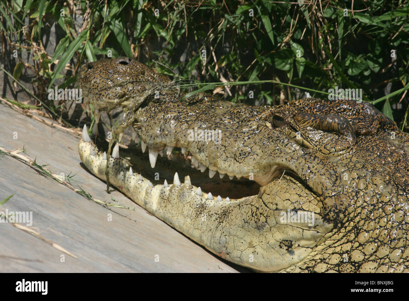 Nil-Krokodil auf einer Krokodilfarm in Uganda Stockfoto