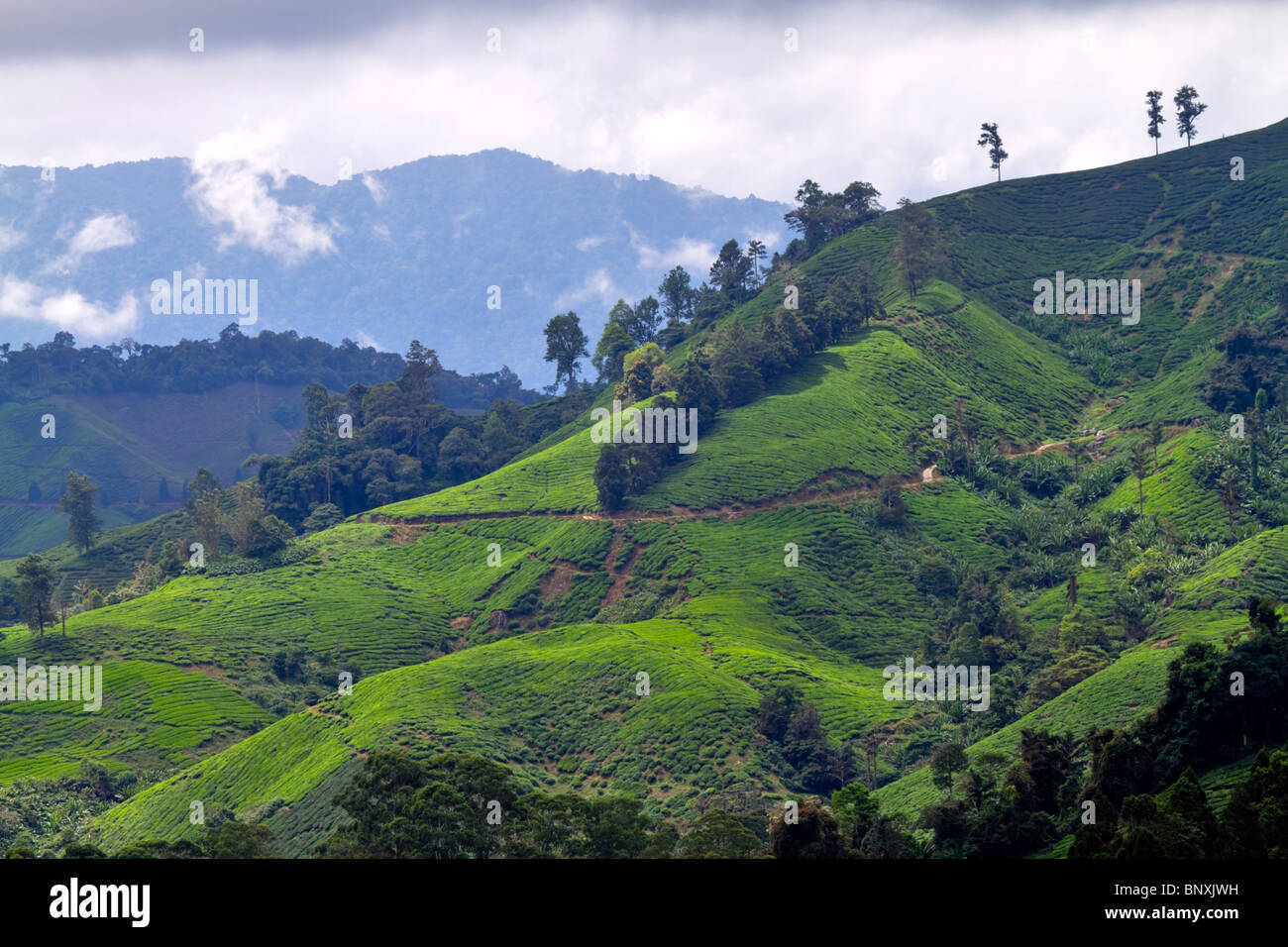 Fairlie Teegarten, Cameron Highlands, Pahang, Malaysia. Terrassierten hängen und ein ideales Klima für den Anbau von hochwertigen Tee. Stockfoto