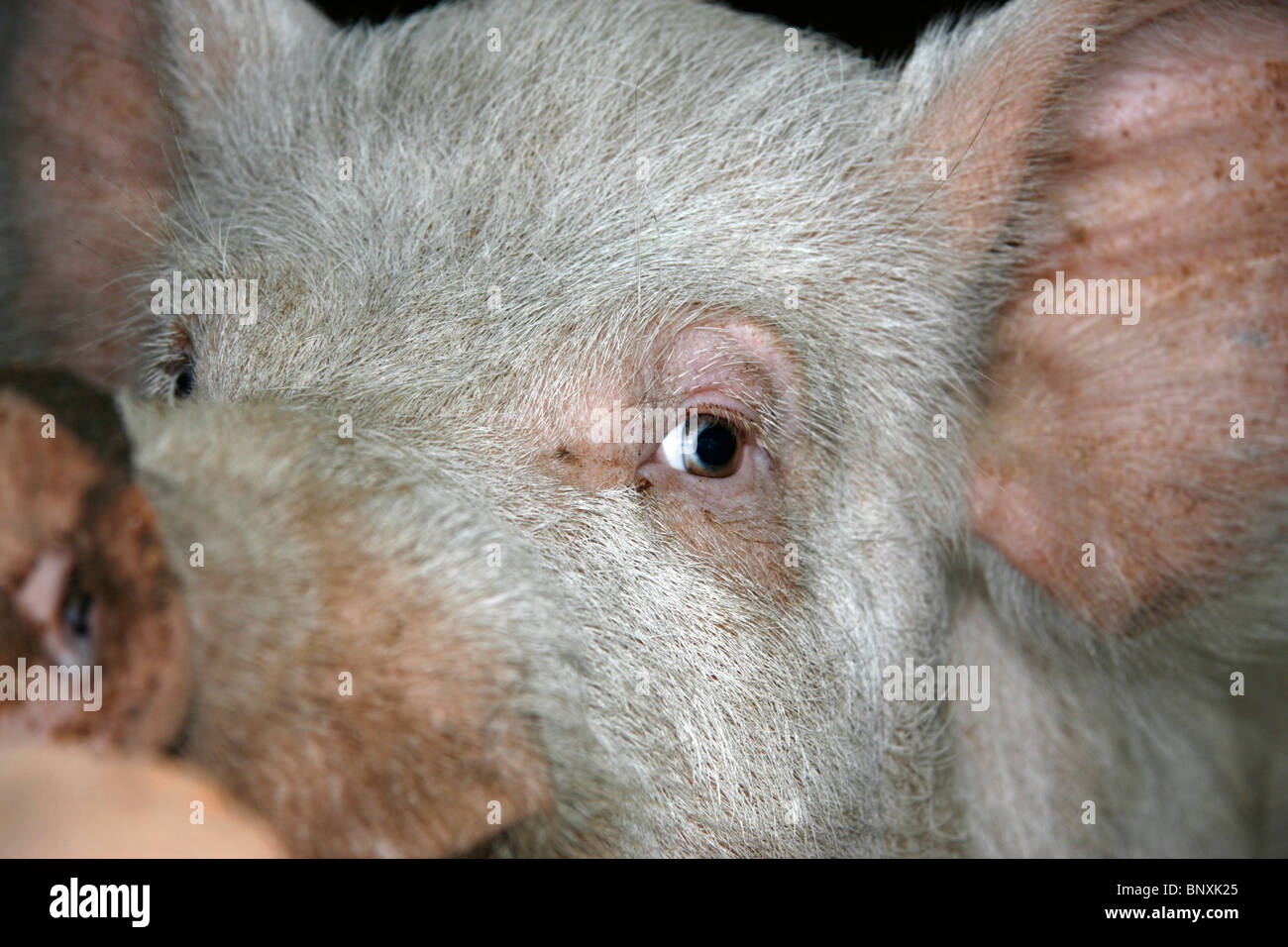 Kopf von einem inländischen Schwein in einer intensiven Null Beweidung Landwirtschaft Umwelt in Uganda Stockfoto