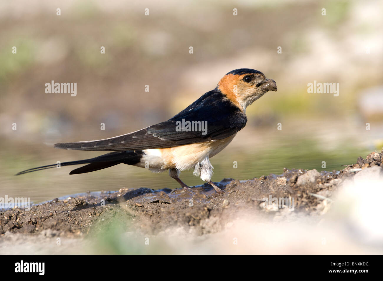 Red rumped Swallow (Hirrundo Daurica) Schlamm für den Nestbau zu sammeln Stockfoto