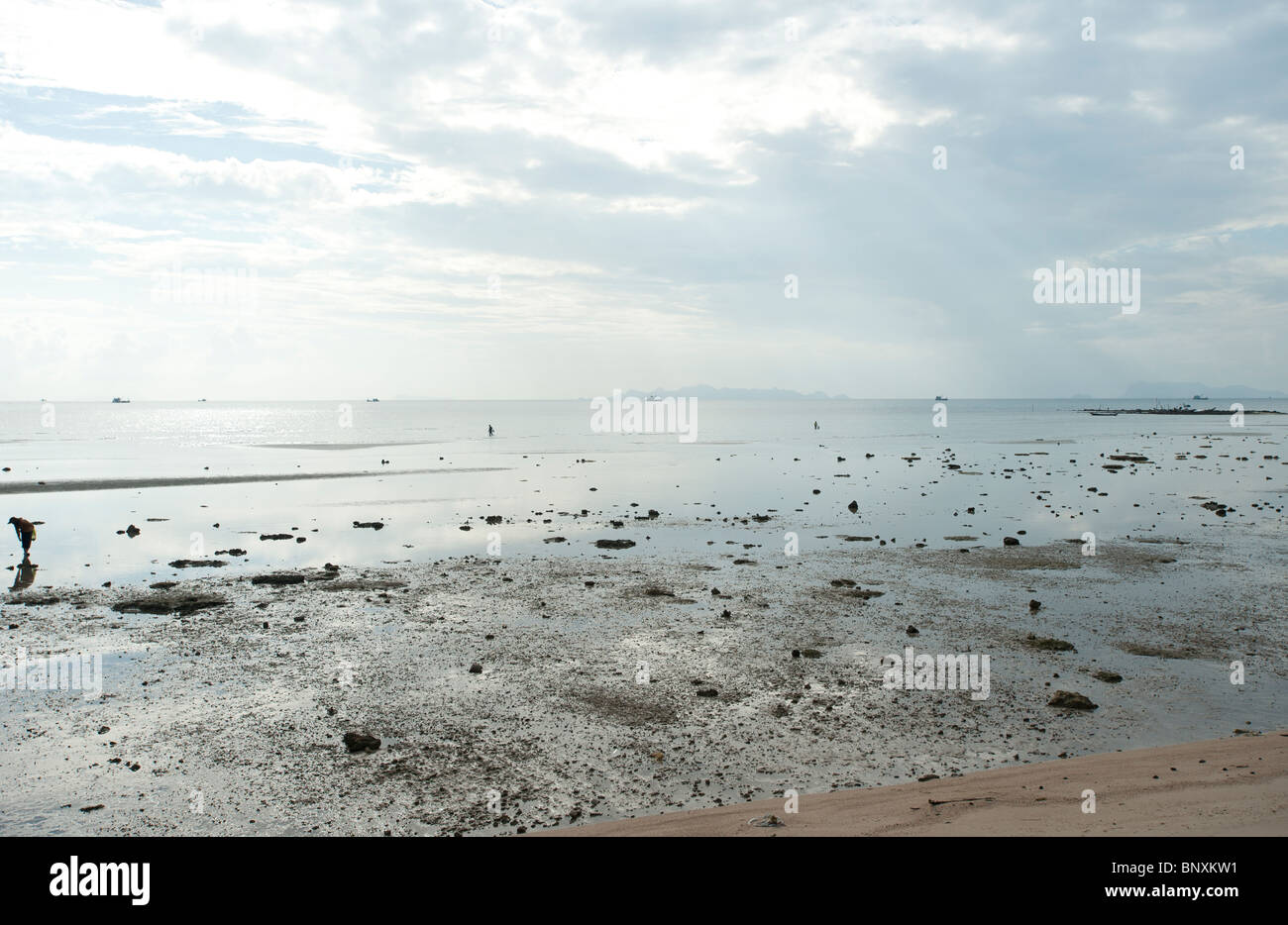 Thais, die auf der Suche nach Muscheln am Strand bei Ebbe auf Koh Samui Thailand Stockfoto