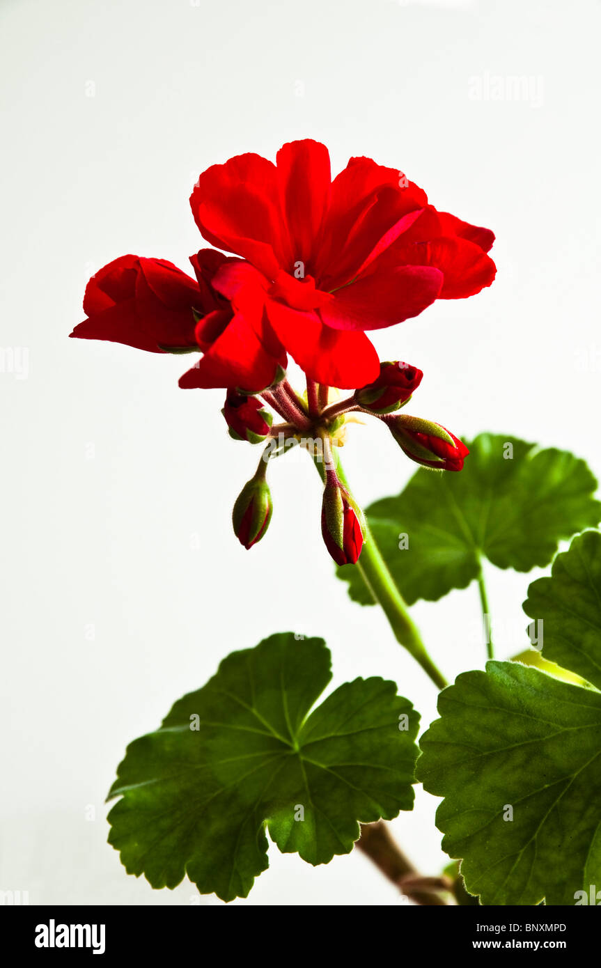 Rote Geranien / Perlagonium - Blume, Knospen und Blätter. Stockfoto