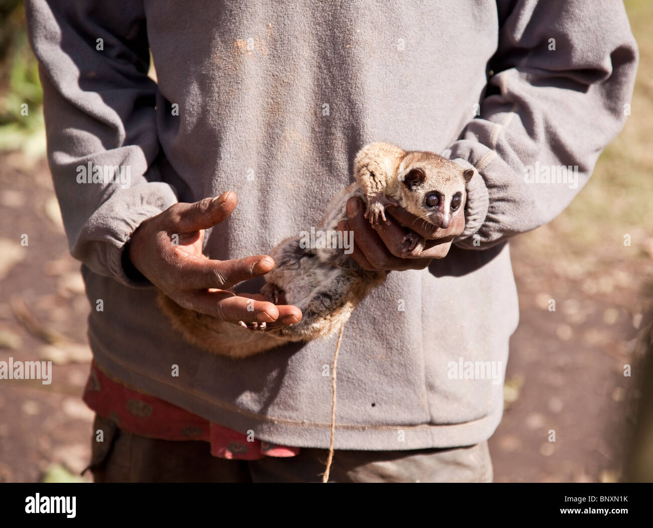 Ein Mann hält eine größere Zwerg Lemur, die er als Buschfleisch in östlichen Madagaskars verkaufen will. (Das ist illegal) Stockfoto