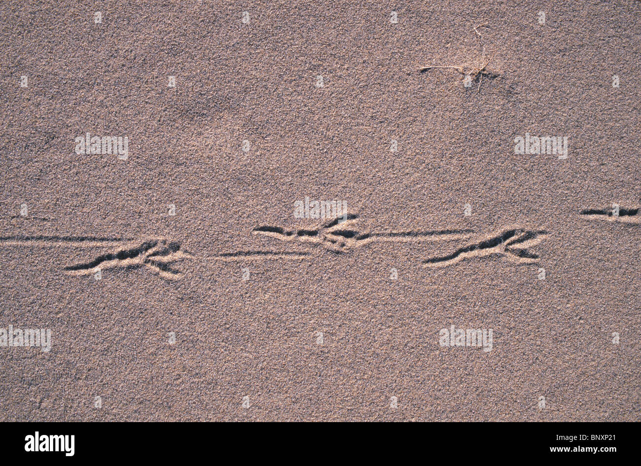 Spuren eines Vogels über Sand in Death Valley Nationalpark, Kalifornien, USA. Stockfoto