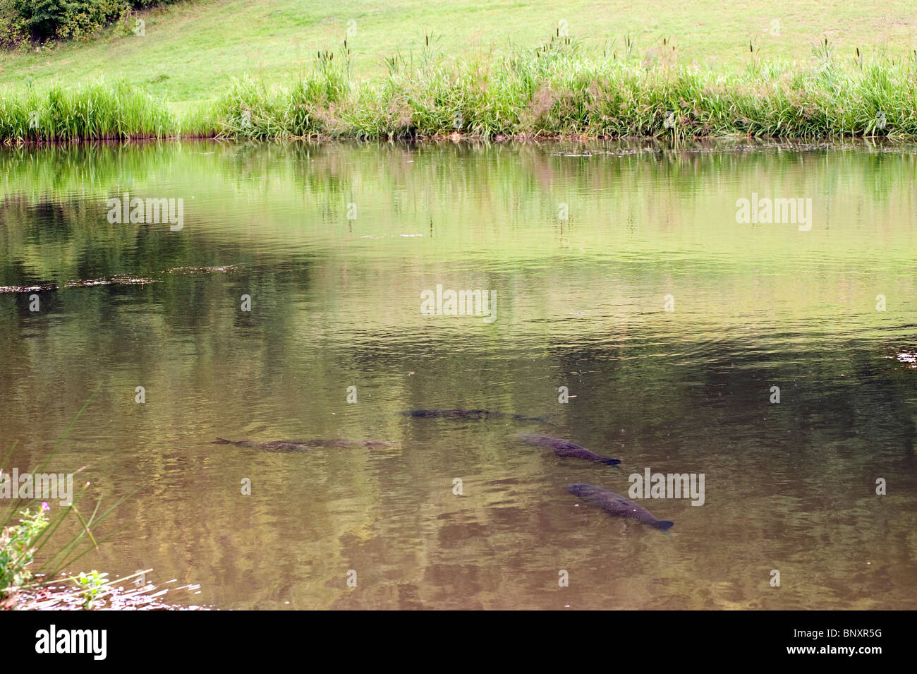 Vier Graskarpfen Fütterung im seichten Wasser von einem Teich Forellen Fliegenfischen Stockfoto