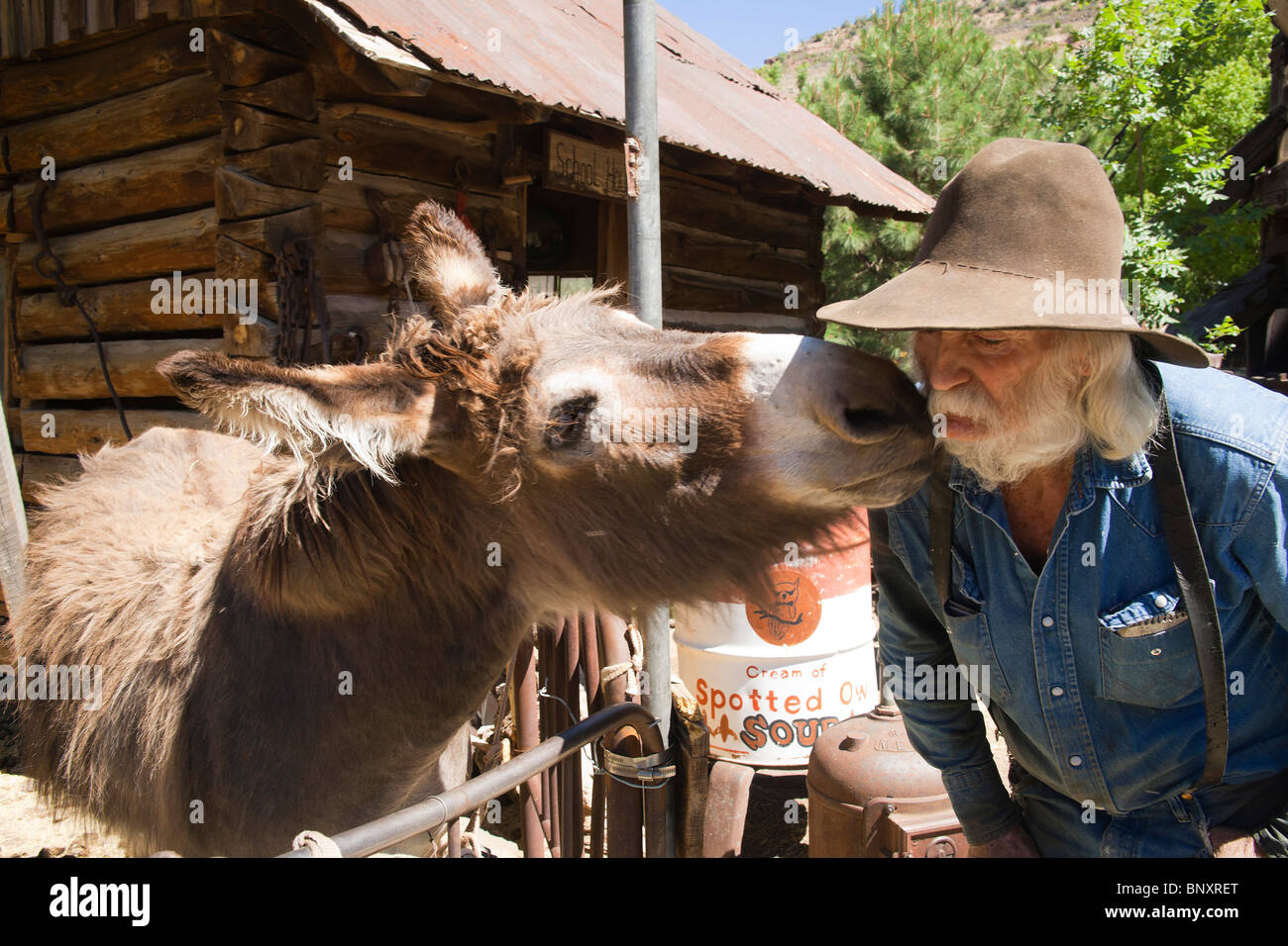 Don Robertson bekommt einen Kuss von Pedro Gonzales den Goldene König Mine Geisterstadt Residenten Esel. Stockfoto