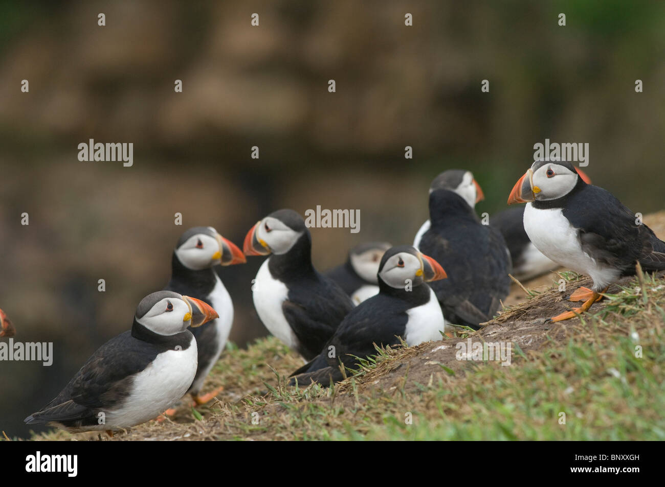 Papageientaucher, Skomer Island, Pembrokeshire, Wales, UK, Europa Stockfoto