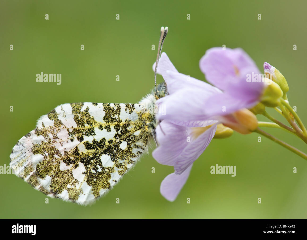 Orange Tipp ruht auf einer Blume. Stockfoto