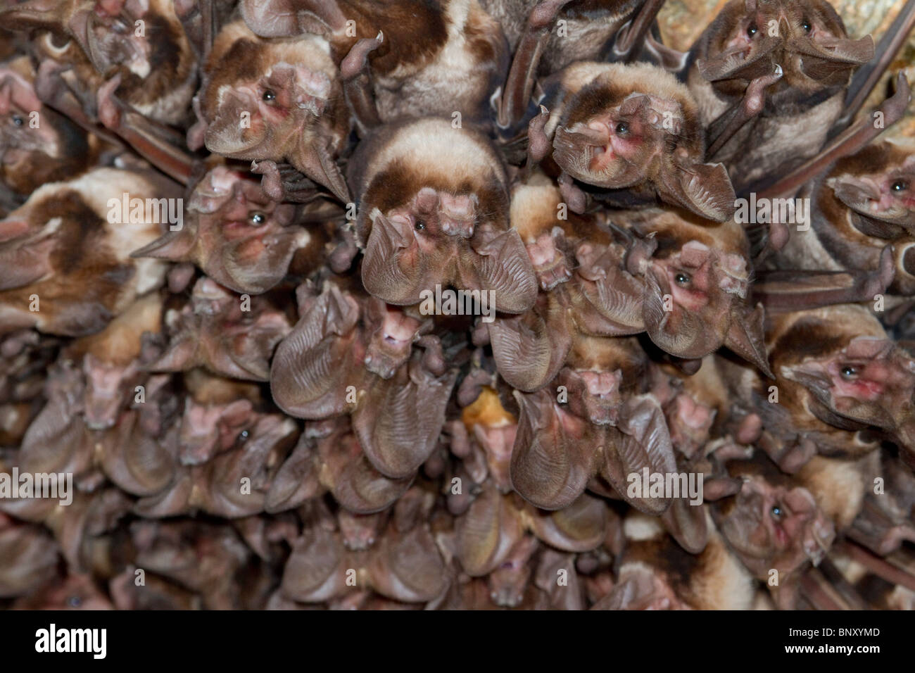 Eine Kolonie der großohrigen Seefledermäuse (Otomops harrisoni) des Harrisons in der Höhle im Zentrum Kenias Stockfoto
