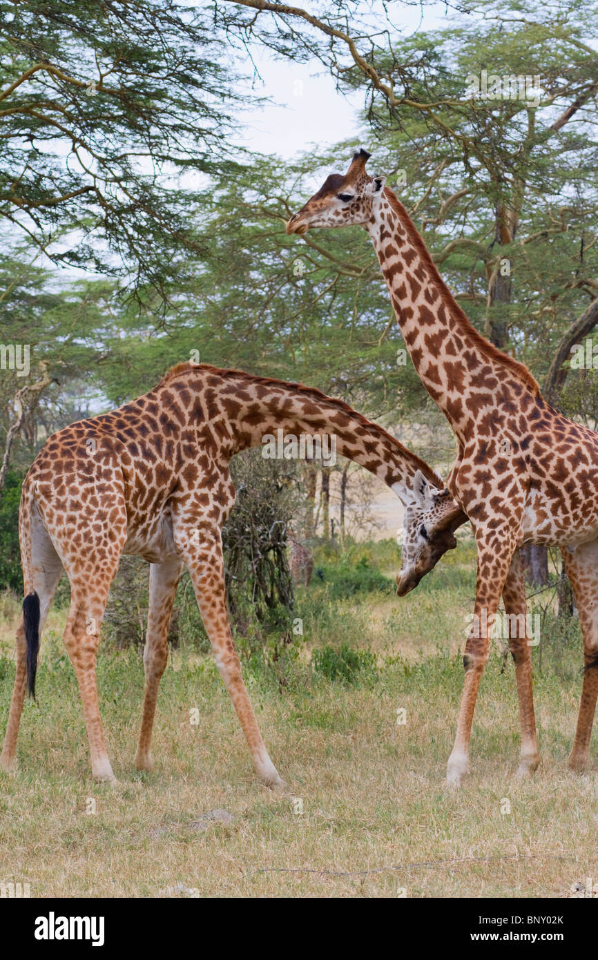 Masai Giraffen (Giraffa tippelskirchi) spielen Kampf, Zentralkenia. Stockfoto