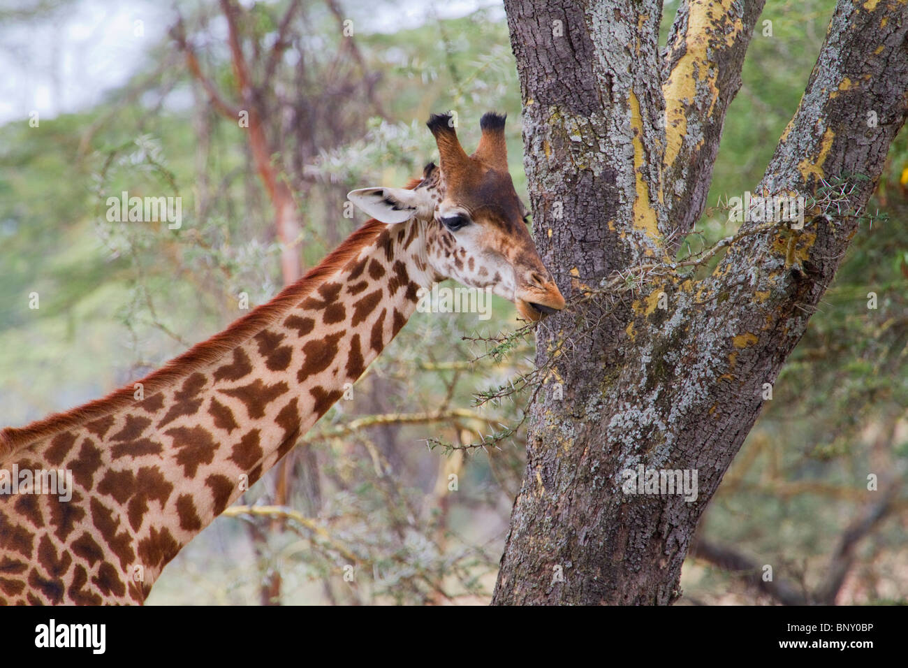 Masai Giraffe (Giraffa tippelskirchi) isst Akazie, Zentral-Kenia Stockfoto