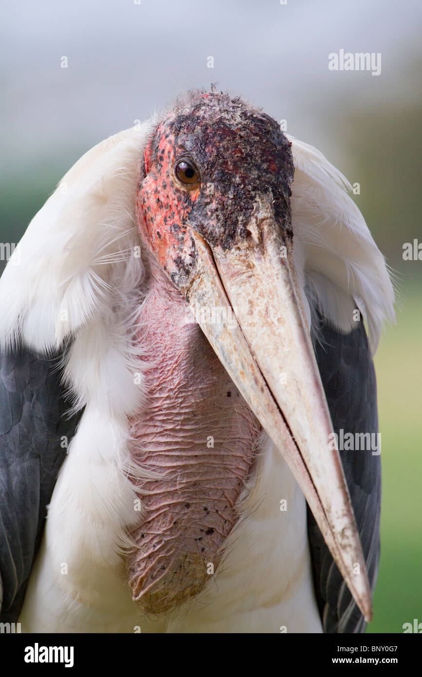 Marabou Stork (Leptoptilos crumeniferus) Porträt, Zentralkenia. Stockfoto