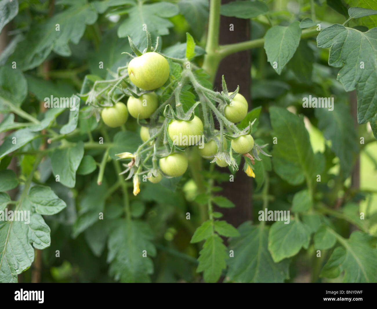 Topfpflanzen, home Tomatenpflanze. Stockfoto