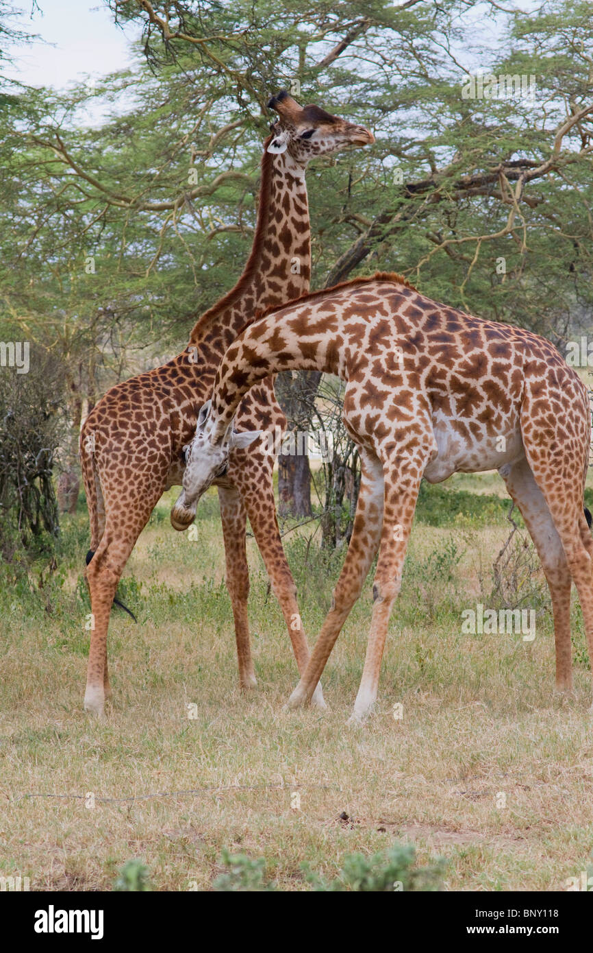 Masai Giraffen (Giraffa tippelskirchi) spielen Kampf, Zentralkenia. Stockfoto