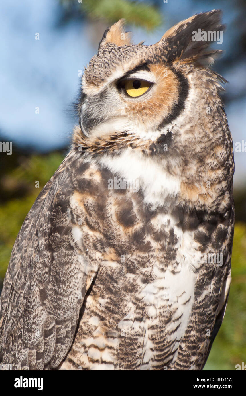 Gemeinsame große gehörnte Eule, Bubo Virginianus Virginianus, Minnesota, USA Stockfoto