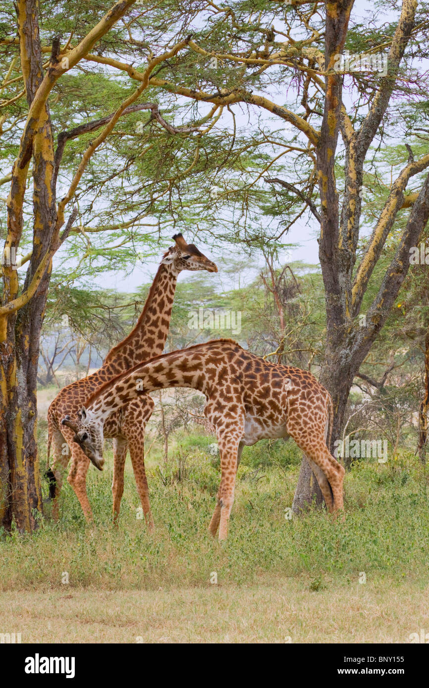 Masai Giraffen (Giraffa tippelskirchi) spielen Kampf, Zentralkenia. Stockfoto