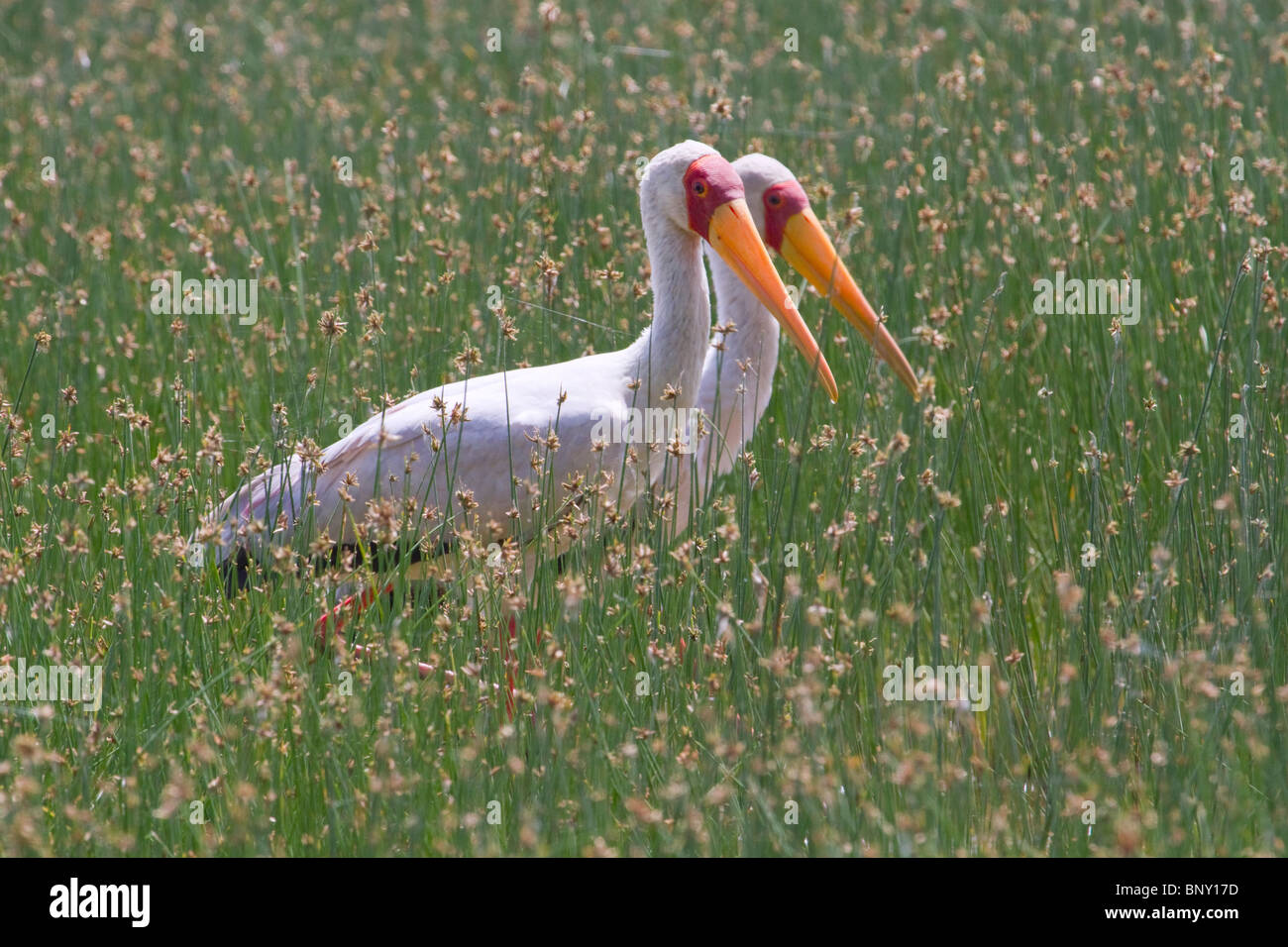 Gelbschnabelstörche (Mycteria ibis), Zentralkenia Stockfoto