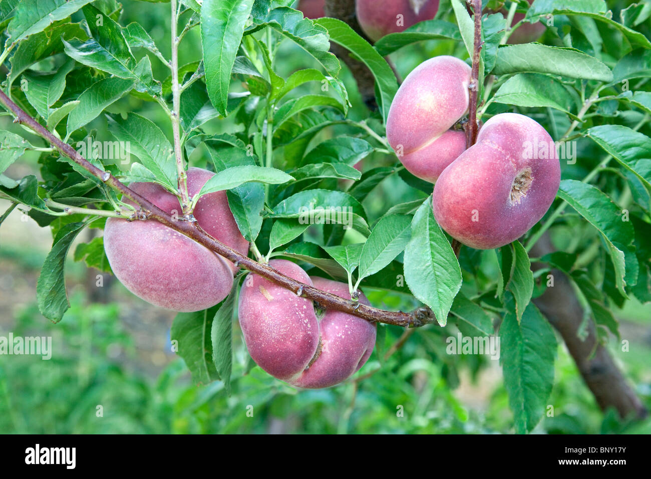 Pfirsiche'S aturn' Vielfalt im Orchard fällig werden. Stockfoto