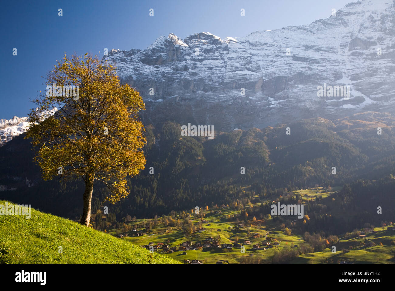 Herbst Farbe & Almwiese, Wetterhorn & Grindelwald, Berner Oberland, Schweiz Stockfoto