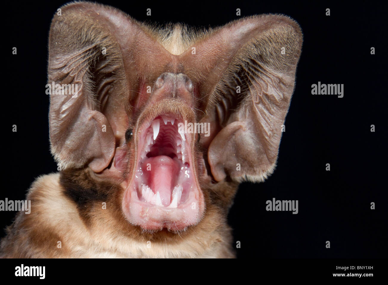 Harrisons großohriges Freischwanzbat (Otomops harrisoni)-Porträt, Zentralkenia. Stockfoto