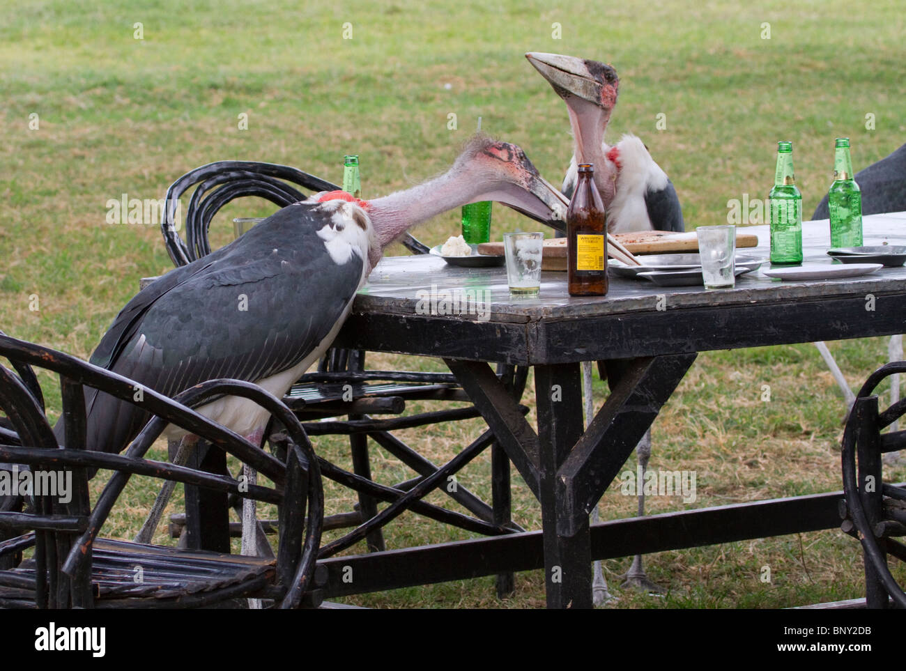 Marabou Storks (Leptoptilos crumeniferus), die nach dem Ausscheiden der Kunden in Zentralkenia ein offenes ländliches Restaurant bewachten. Stockfoto