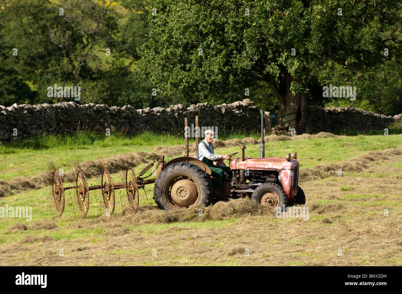 Landwirt, Rudern, Heu mit einem alten Traktor Fergie und Acrobat. Stockfoto