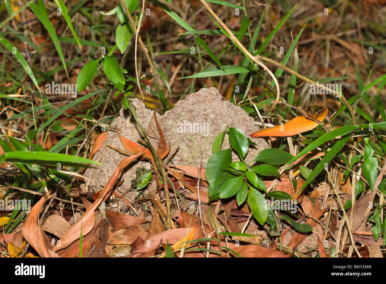 Termite Nester in den Dschungel, Sabah, Malaysia Borneo. Stockfoto