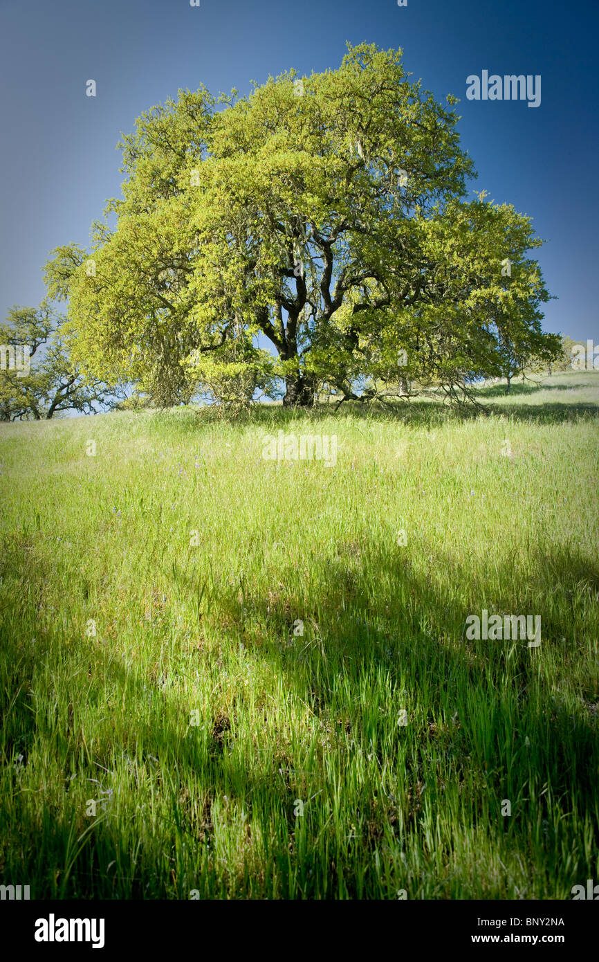 Eine Eiche mit frischen Blättern des Frühlings auf einem grasbewachsenen Hügel. Stockfoto