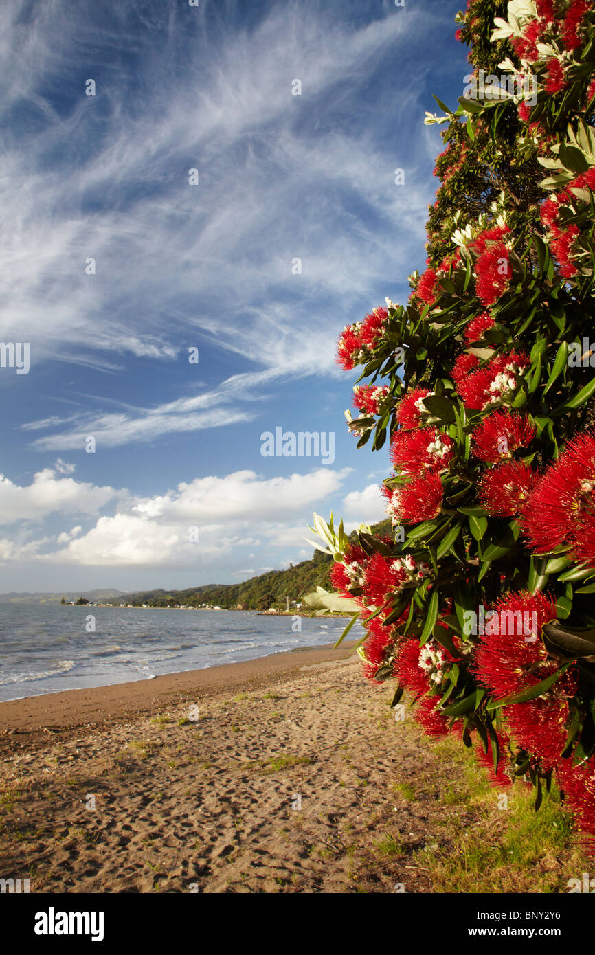 Pohutukawa Baum in Blüte, Thornton Bay, Thames Coast, Coromandel Halbinsel, Nordinsel, Neuseeland Stockfoto